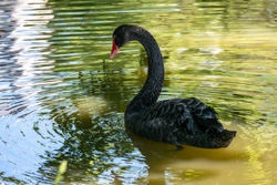 Wonderful Black Swan