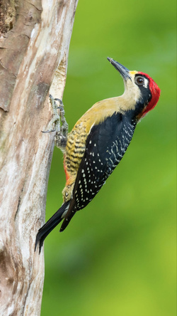 Woodpecker at Tree Pic
