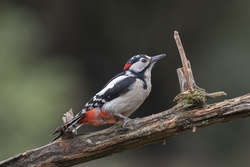 Woodpecker Bird Click