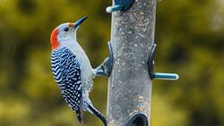 Woodpecker Bird Feeding HD Photo