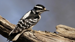 Woodpecker Bird Sitting in Wood HD Wallpaper