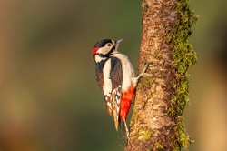 Woodpecker High Quality Image