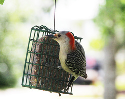 Woodpecker On Nest