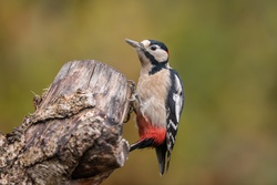 Woodpecker on Tree