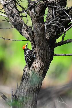 Woodpecker Perched On Tree Mobile Image