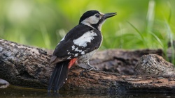 Woodpecker Spotted on Wood