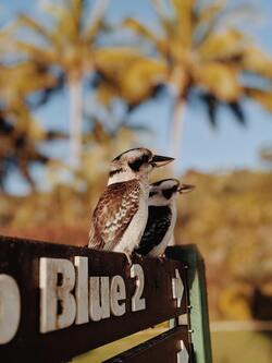 Woodpeckers Bird is Sitting on Board