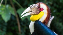 Wreathed Hornbill 4K