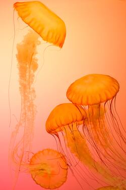 Yelloe Jellyfish in Sea
