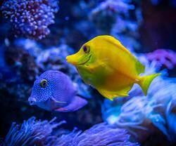 Yellow And Blue Fish in Water 4K Pic