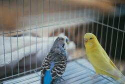 Yellow And Blue Parrot Inside Cage