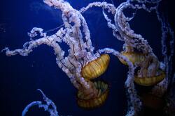 Yellow And White Jellyfishes HD Images