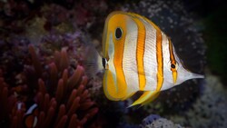Yellow and White Strap Fish in Sea