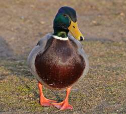 Yellow Beak Duck Pic