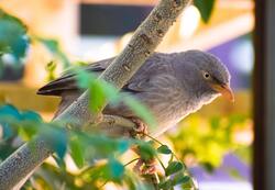 Yellow Billed Babbler Bird Photo