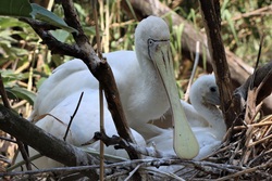 Yellow Billed Spoonbill Bird Ultra HD Wallpaper