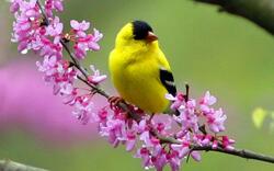 Yellow Bird in Garden