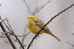 Yellow Bird on Tree Branch