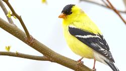 Yellow Bird Sparrow HD Wallpaper