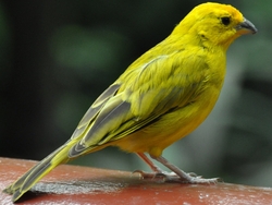 Yellow Bird Sparrow Sitting On Fence