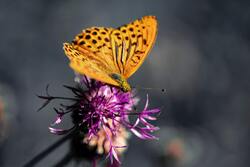 Yellow Butterfly on Purple Flower