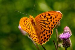 Yellow Butterfly Perched on Purple Flower in Close Up Photography
