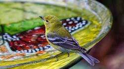 Yellow Colour Bird Drink Water 5K Image