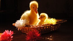 Yellow Ducklings Sitting in Basket
