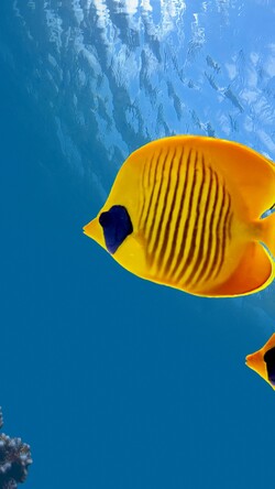 Yellow Fish in Sea Mobile Pic