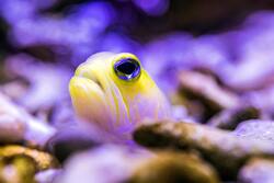 Yellow Fish in Sea