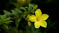 Yellow Flower Background 4K Image