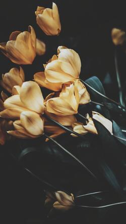Yellow Flower Mobile Background