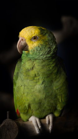 Yellow Head Parrot Bird