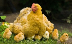 Yellow Hen With Chicks