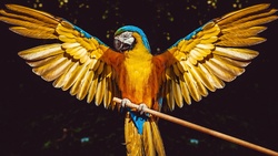 Yellow Parrot Bird 4K Pic