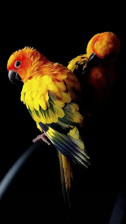 Yellow Parrot Mobile Background Photo