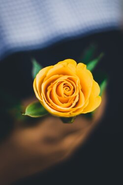 Yellow Rose Portrait Photo