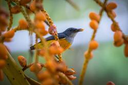 Yellow Rumped Flowerpecker Bird Sitting on Tree