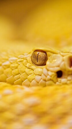Yellow Snake Mobile Pic