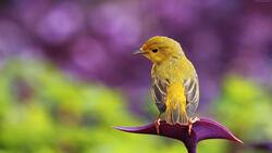 Yellow Sparrow 4K Image