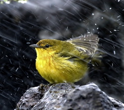 Yellow Sparrow in Rain