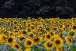 Yellow Sunflower Garden