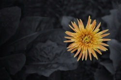 Yellow Sunflower Macro Photography