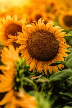 Yellow Sunflower Mobile Image