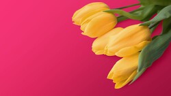 Yellow Tulips Flower 4K Wallpaper
