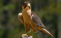 Young Hawk Bird Photo