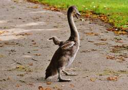 Young Swan Walking On Ground 4K