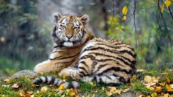 Young Tiger Seating on Forest