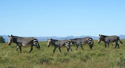 Zebra Animal in Green Grass Field