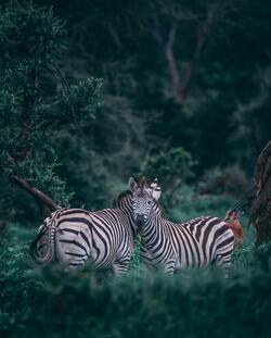 Zebra Animal in Jungle